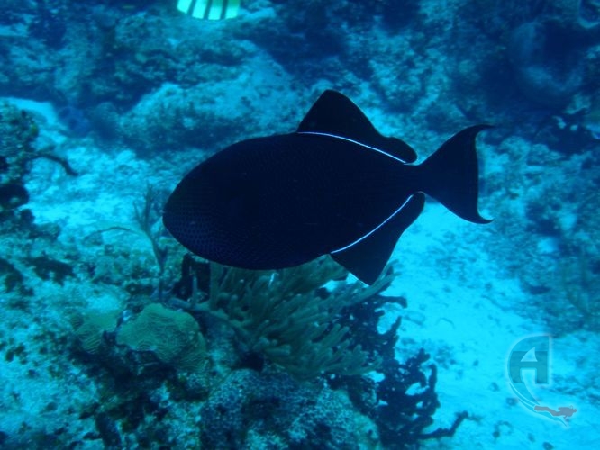pez murcielago negro del caribe